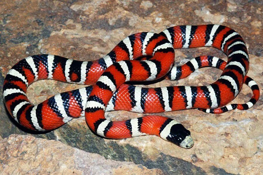 Аризонская Королевская змея. Королевская змея (Lampropeltis). Королевская змея Горная хуачукская. Горная Королевская змея (Lampropeltis Alterna).