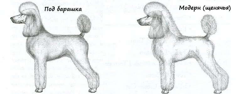 Схема стрижки пуделя Скандинавский Лев. Схема стрижки пуделя Модерн. Схема стрижки пуделя Бардышева. Стрижка пуделя Модерн схема стрижки. Схема пуделя