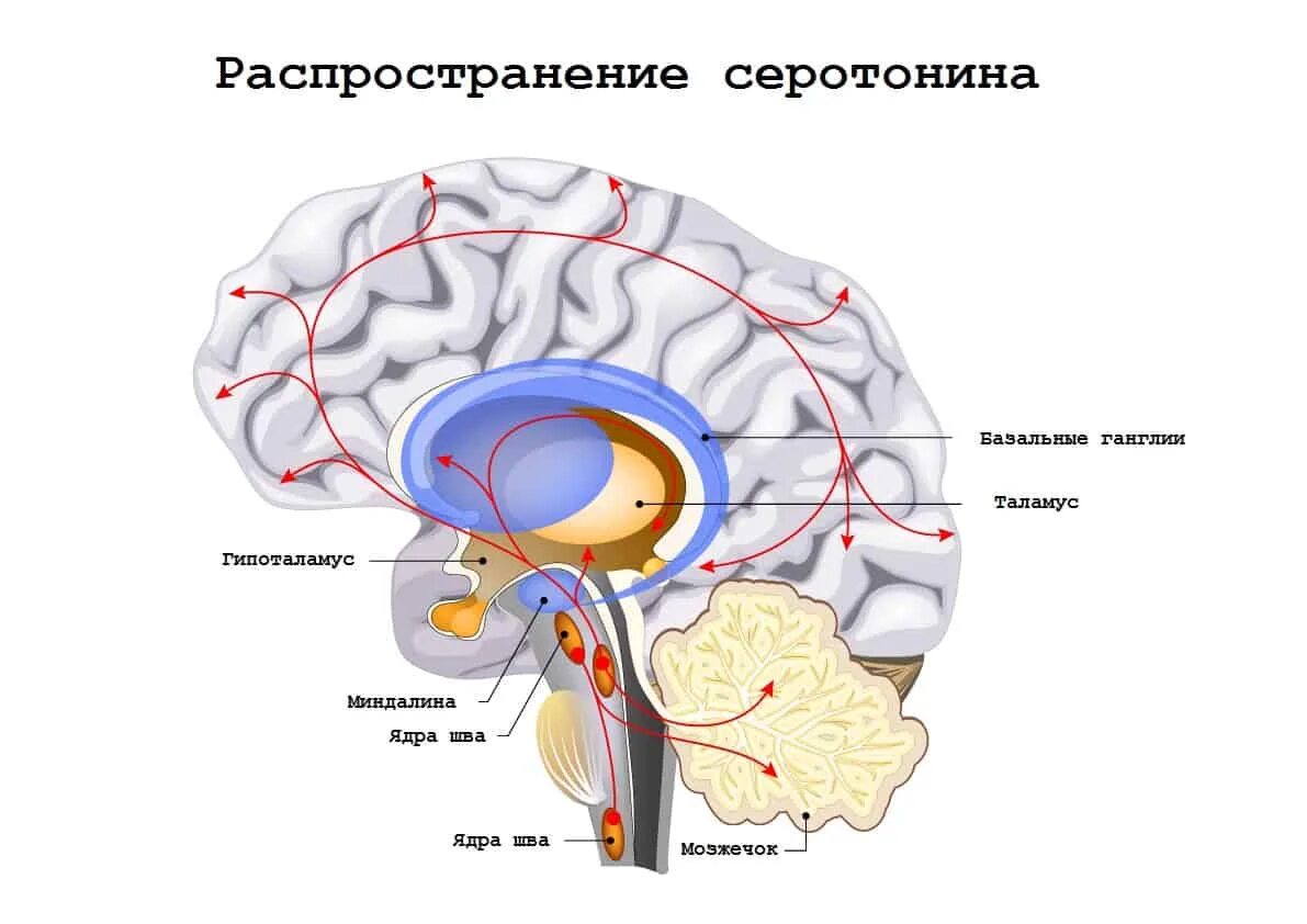 Серотонин в головном мозге. Серотониновые пути мозга. Серотонин в ЦНС. Выработка серотонина мозг. Ядра центральной нервной системы