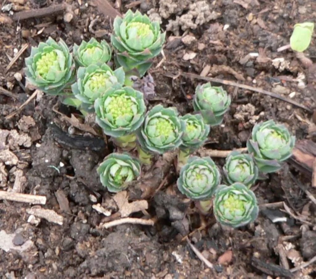 Rhodiola rosea (родиола) семена. Родиола розовая всходы. Родиола розовая саженцы. Родиола розовая рассада.