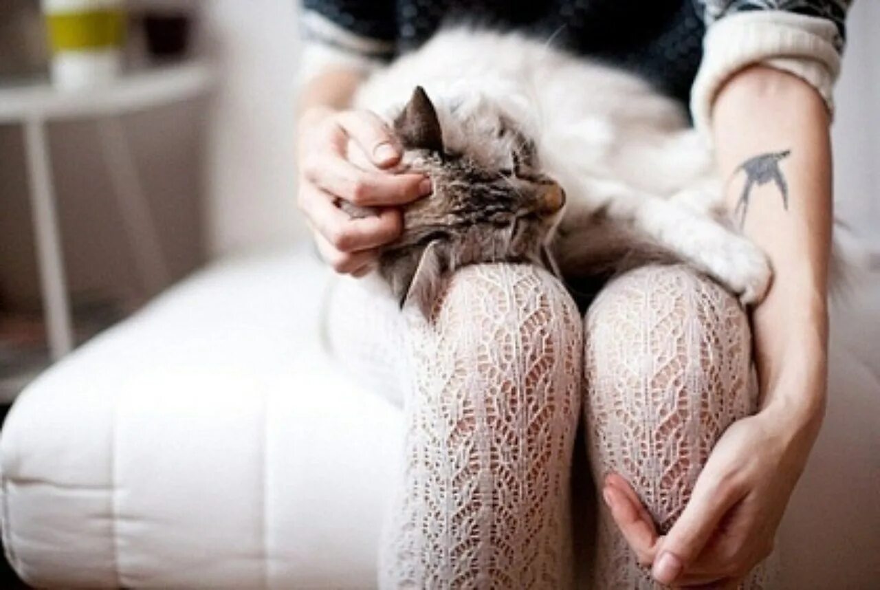 Кот дремот девушка. Кошка на руках. кошка на коленях у девушки. девушка с котом на коленях.