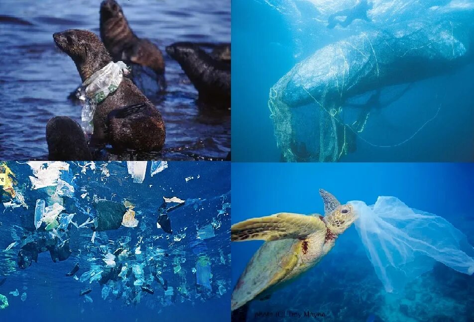 Загрязнение океана. Загрязнение мирового океана животные. Пластик в океане и животные. Пластиковое загрязнение животные.