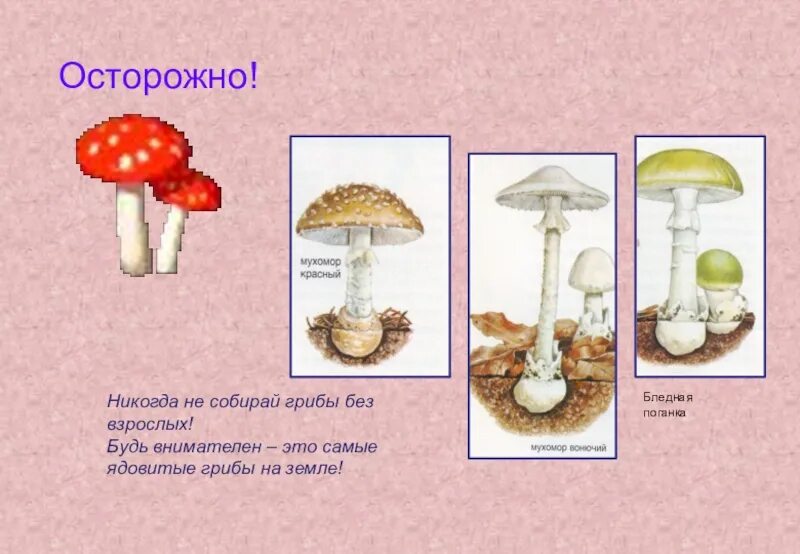 Ядовитые грибы. Ядовитые грибы окружающий мир. Несъедобные грибы окружающий мир. Ядовитые грибы 2 класс. Грибы обж 8 класс