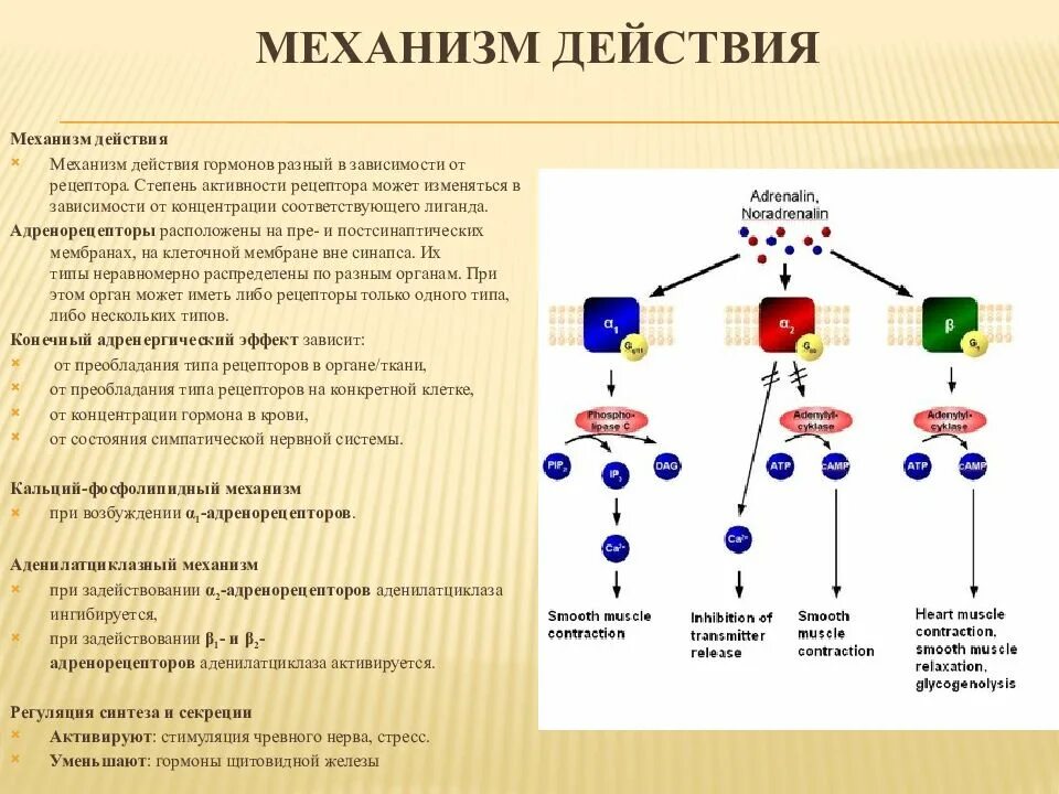 Механизм действия адреналина на клетки мишени схема. Механизм действия адреналина на клетки мишени. Механизм действия адреналина биохимия схема. Альфа рецепторы механизм действия. Адреналин влияние на нервную систему