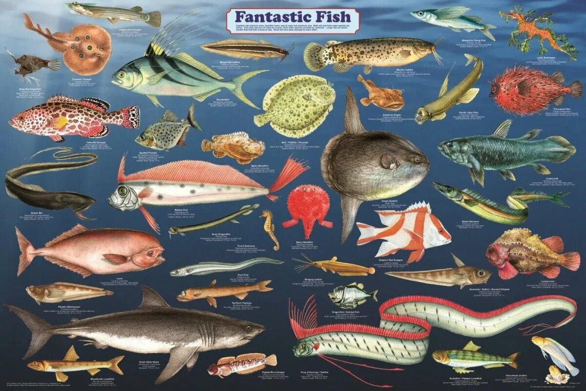Речные и морские рыбы. Обитатели рек морей и океанов. Разные рыбы. Рыбка с морскими обитателями. Морские обитатели планирование