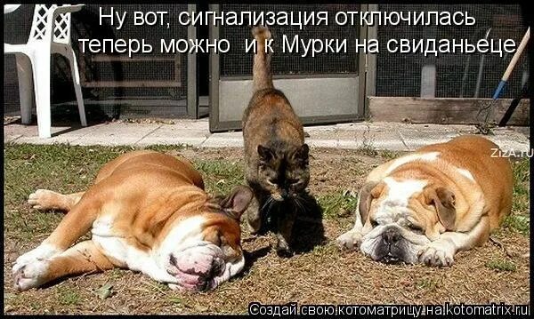 рубашка с разноцветными пятнами женская. кошка сидит на холодильнике. разноцветная рубашка женская. статусы про завистников и недоброжелателей. сытая собачка.