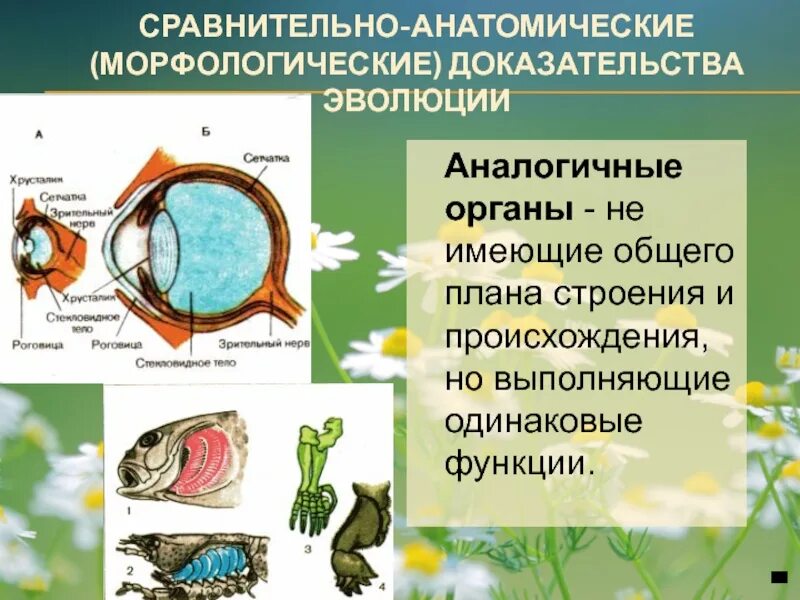 Сравнительно анатомические доказательства эволюции это