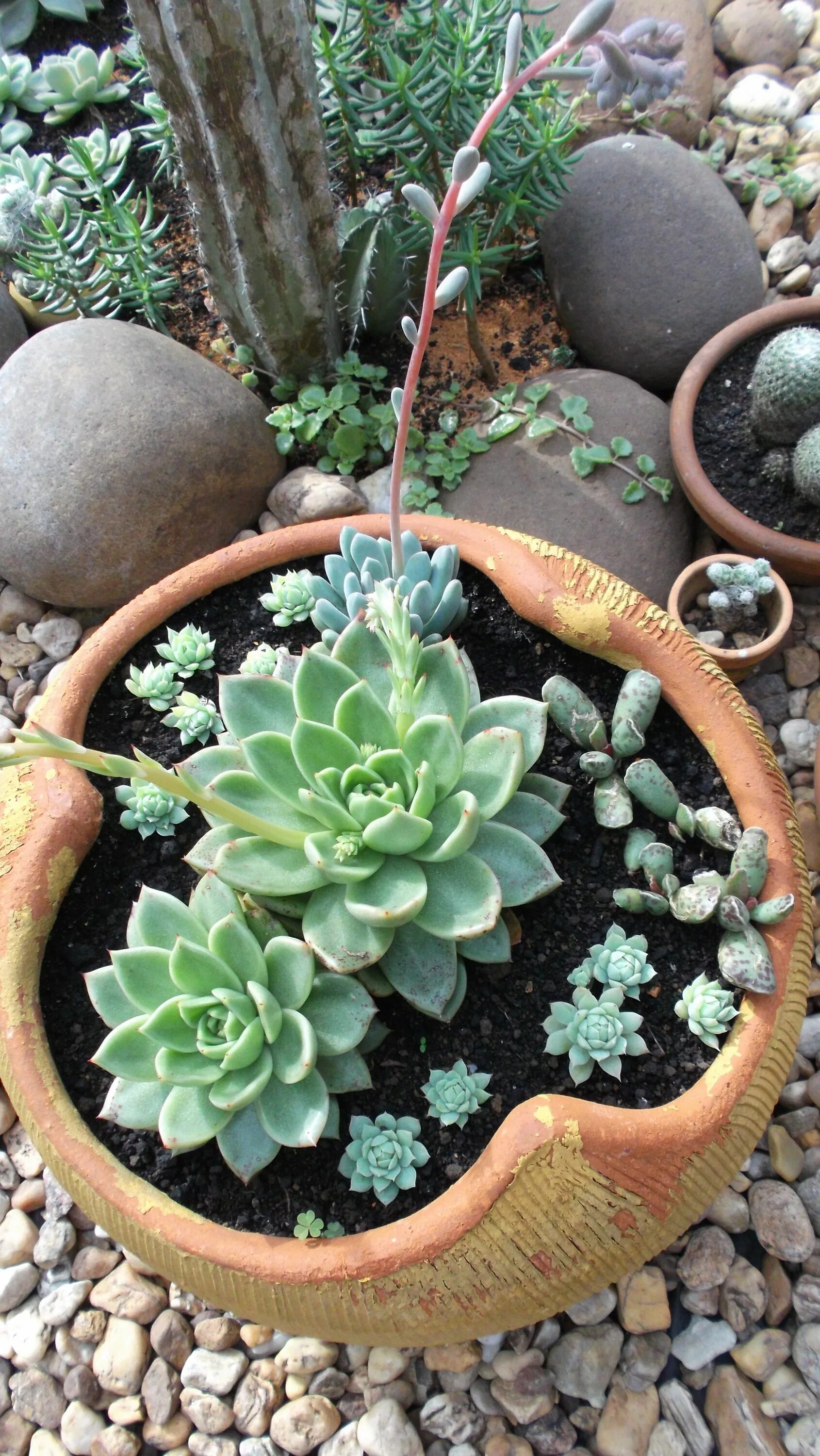 Как правильно пересадить суккулент. Суккуленты echeveria agavoides. втянут суккуленты. рост суккулентов. перелив суккулентов.