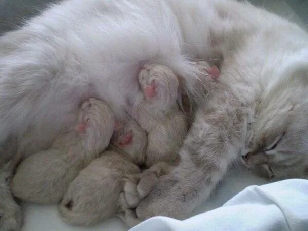 Сколько дней после рождения котята открывают глаза. Котята открывают глаза. Недельные котята. Новорожденные котята открывают глаза.