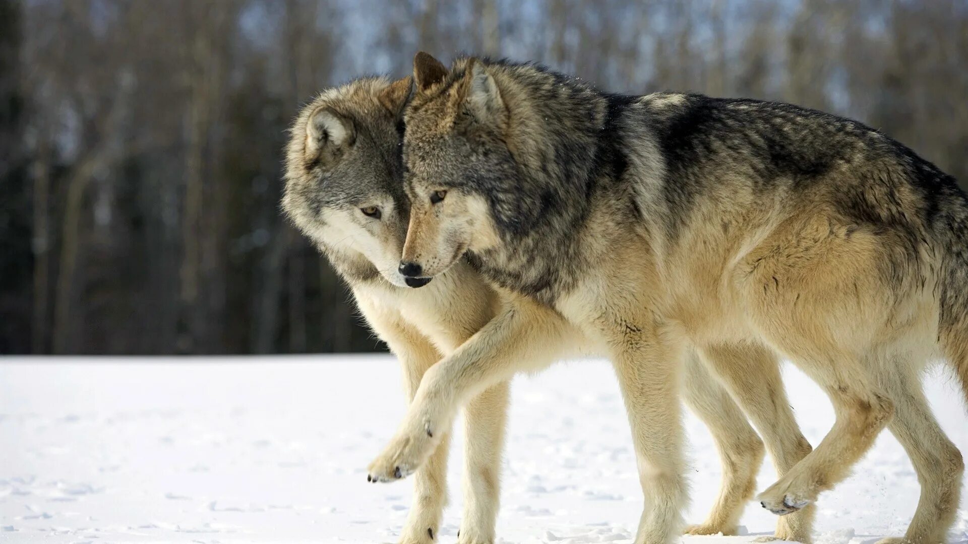 Волк. Красивый волк. Волки пара. Волк картинка.