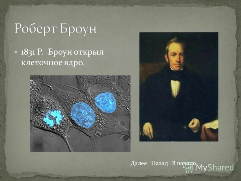 клеточное ядро (1831) роберт браун. роберт броун и его открытие клеточного ядра. 1831-33 роберт броун. р. броун ядро клетки.