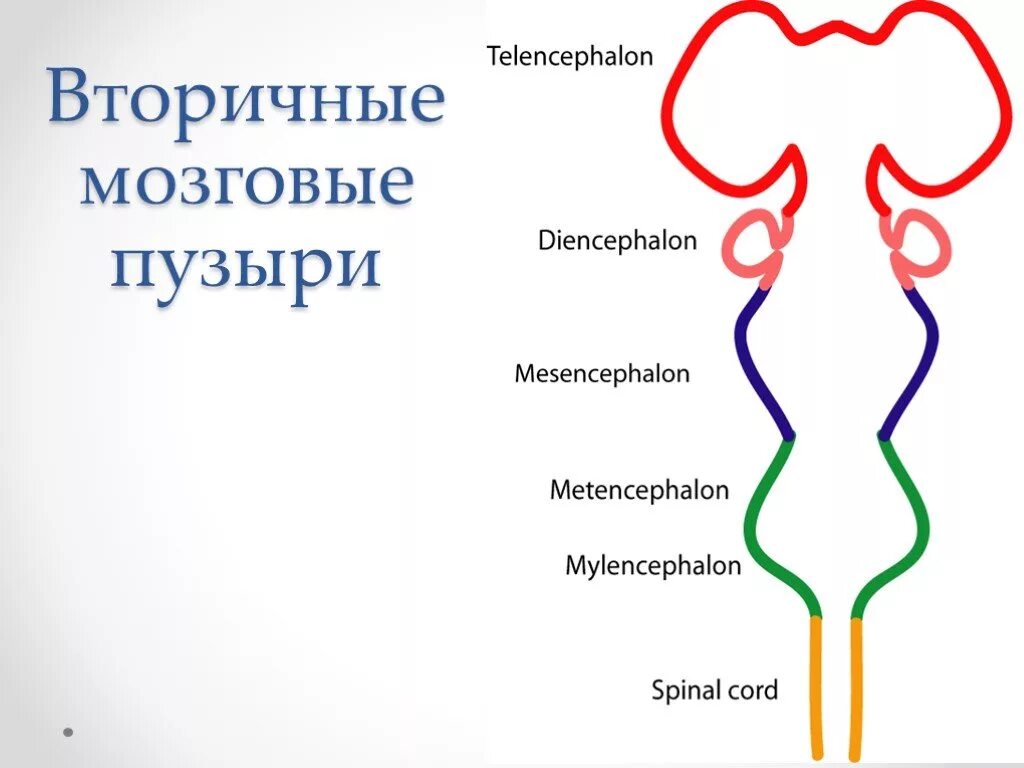 3 пузыря мозга. Производные мозговых пузырей таблица. Вторичные мозговые пузыри. Первичные мозговые пузыри. Стадия трех мозговых пузырей схема.