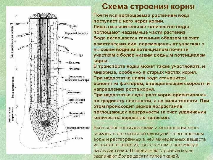 Установите последовательность поступления воды в корень. Всасывание воды корнем схема. Строение корня растения. Всасывание воды корнем растений схема. Строение корня сосуды.