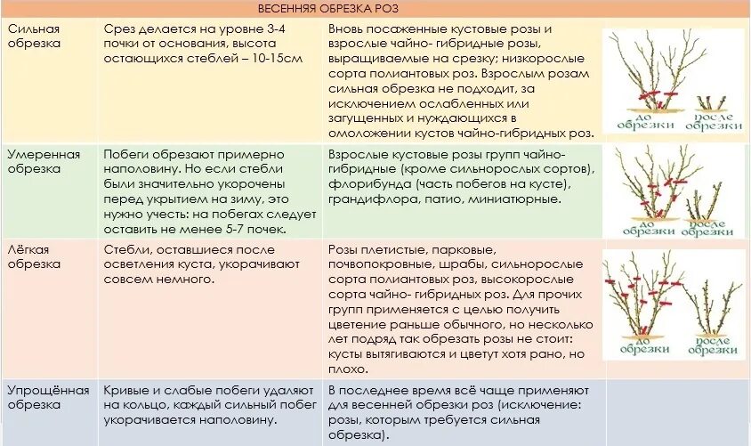 Обрезка роз. Обрезка парковых роз весной. Весенняя обрезка роз молодых кустов. Обрезка роз весной в Крыму. Когда можно раскрывать розы