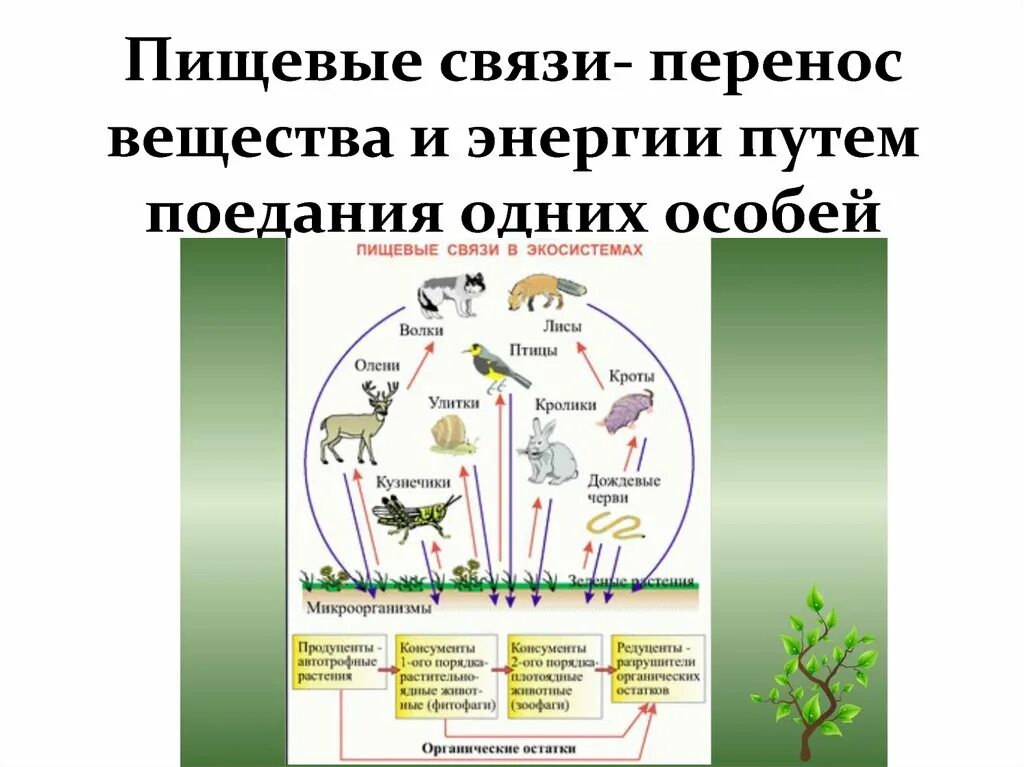 Разнообразие пищевых взаимоотношений. 9 Кл биология пищевые связи в таблицах. Пищевые связи в сообществах биология. Пищевые связи в экосистеме. Пищевые связи биология 10 класс.