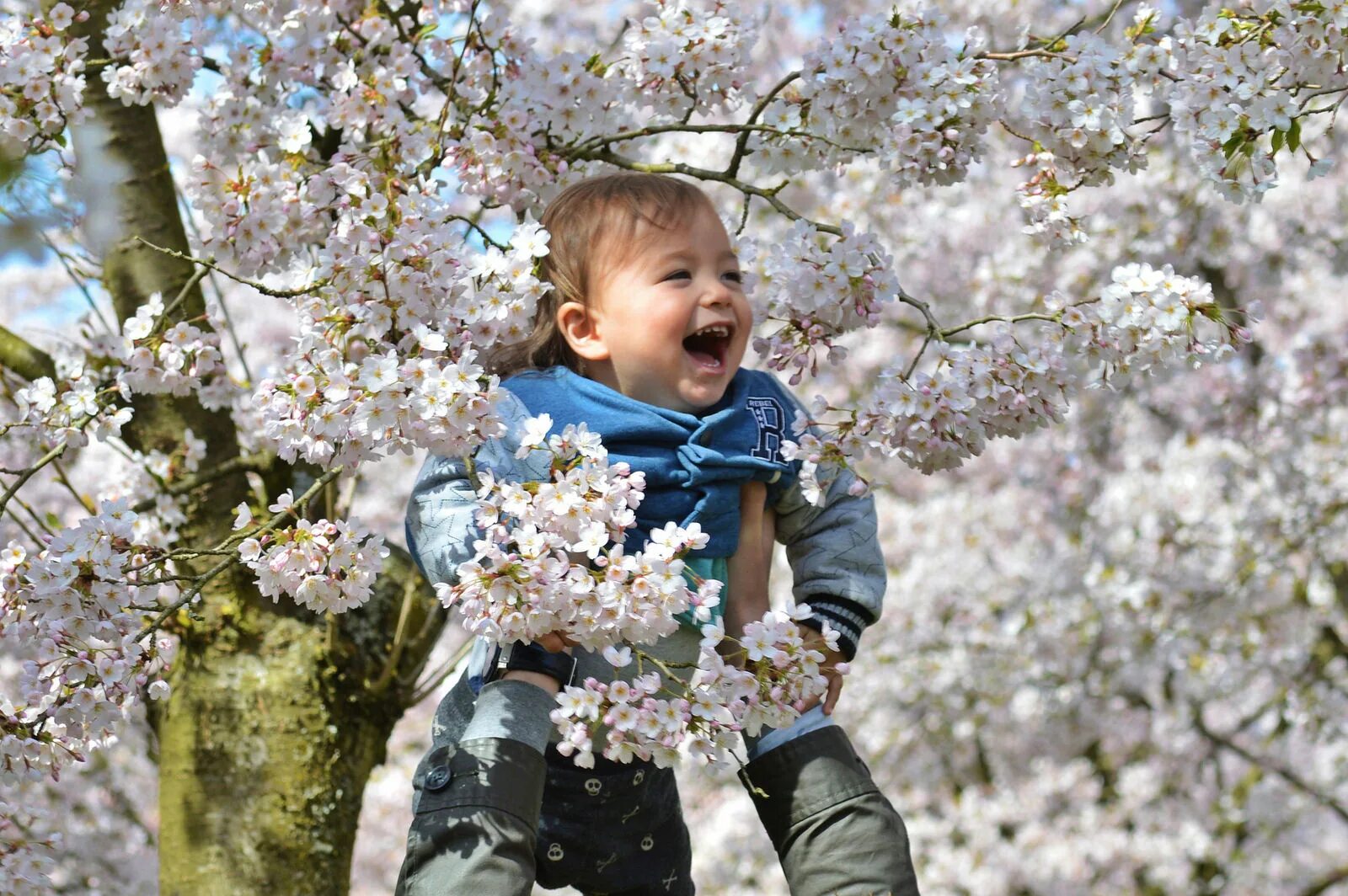 Песня хорошо в саду весной. Сакура ребенок. Детская фотосессия Цветущая вишня. Мальчик и цветущие вишни. Вишня для детей.