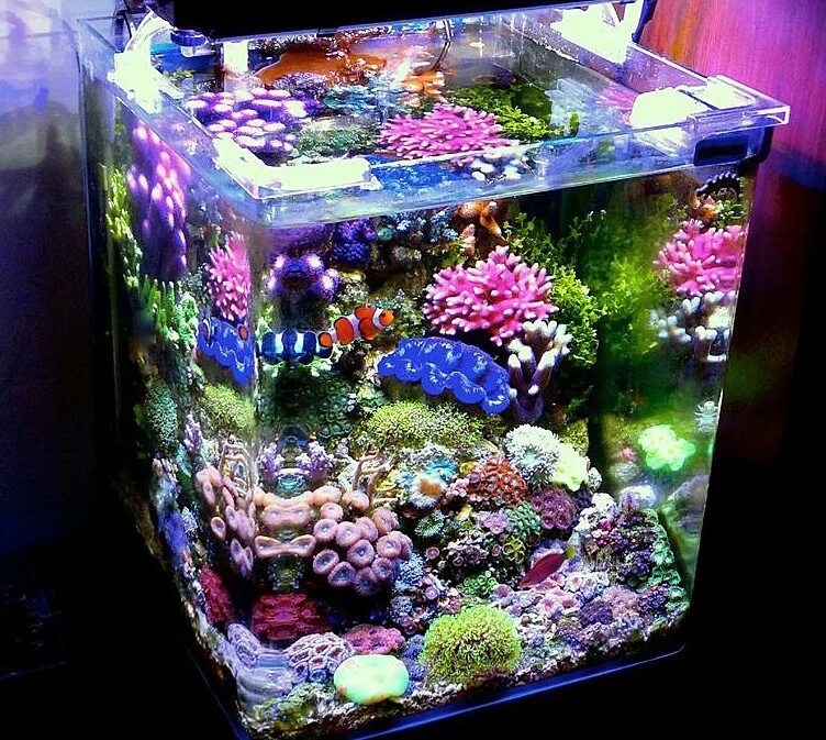 Для каких целей человек создает аквариум. Морской аквариум нано риф. Аквариум нано риф 30. Нано куб морской риф. Морской нано аквариум 60 литров.