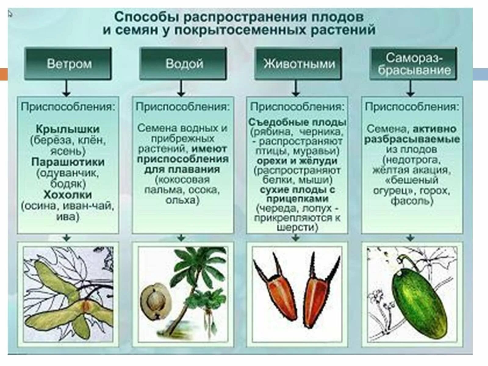 Какие растения переносятся ветром. Приспособления растений к распространению плодов и семян. Способы распространения плодов и семян. Способы распространения семян и плодов у растений. Способы распространения семян покрытосеменных растений.