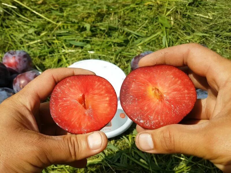 Слива бербанк гигант описание сорта фото отзывы. Бербанк гигант. слива бербанк. 158 слива бербанк гигант. слив гиганта.