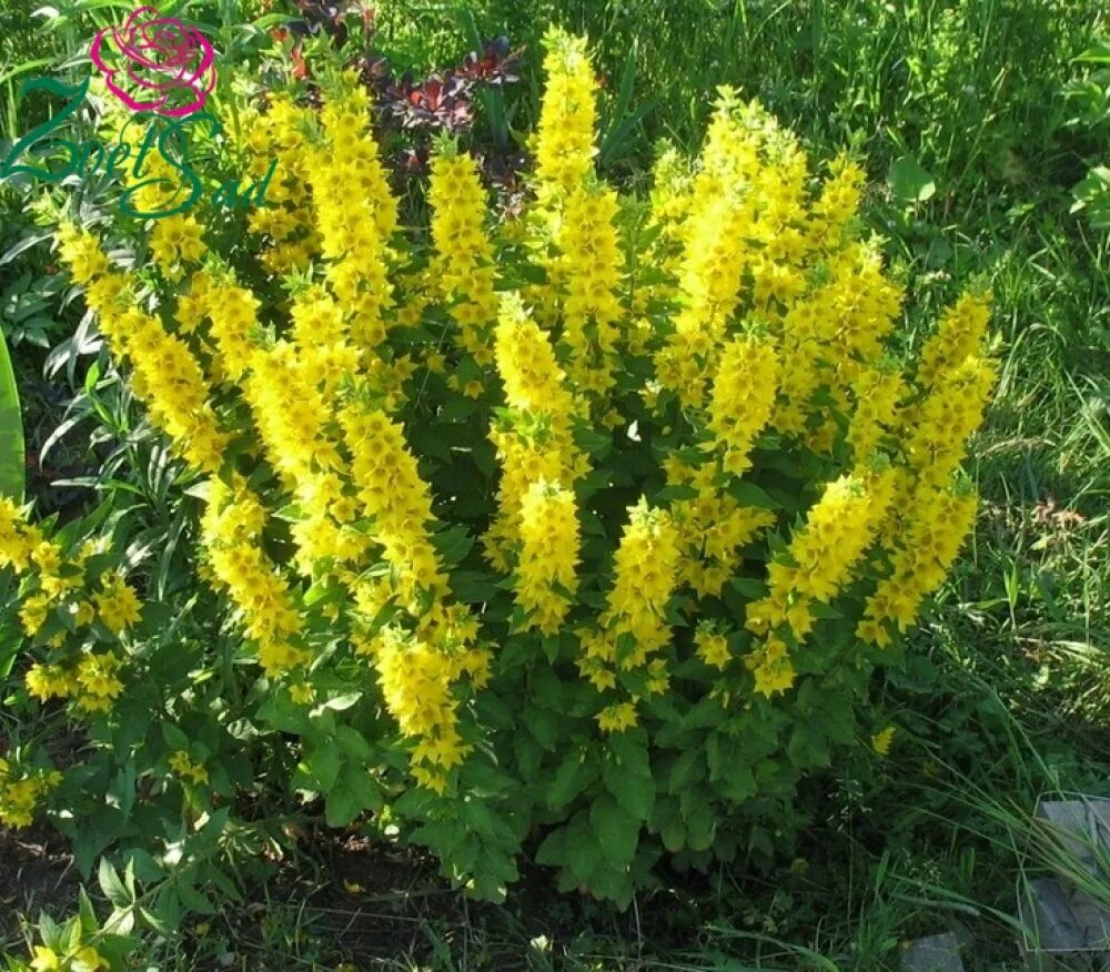 Вербейник желтый многолетник. Вербейник lysimachia punctata. Вербейник сорняк. Садовое растение с желтыми цветами. Садовое растение с желтыми цветами.