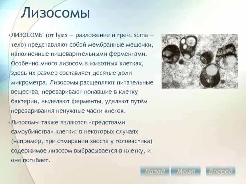 В лизосомах происходят реакции. Лизосомы в клетках бактерий. Лизосомы у бактерий. Лизосомы есть у бактерий.