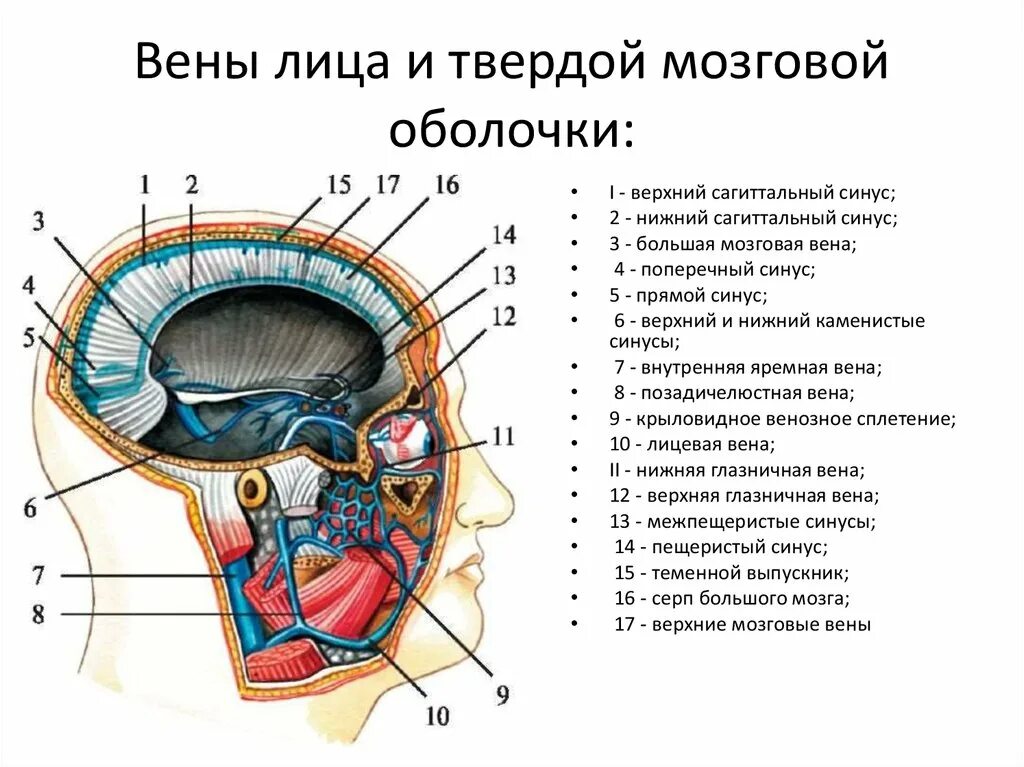 Верхние вены мозга. Вены синусы твердой мозговой оболочки. Верхний Сагиттальный синус головного мозга. Синусы твердой мозговой оболочки Неттер. Вены лица и синусы твердой мозговой оболочки.