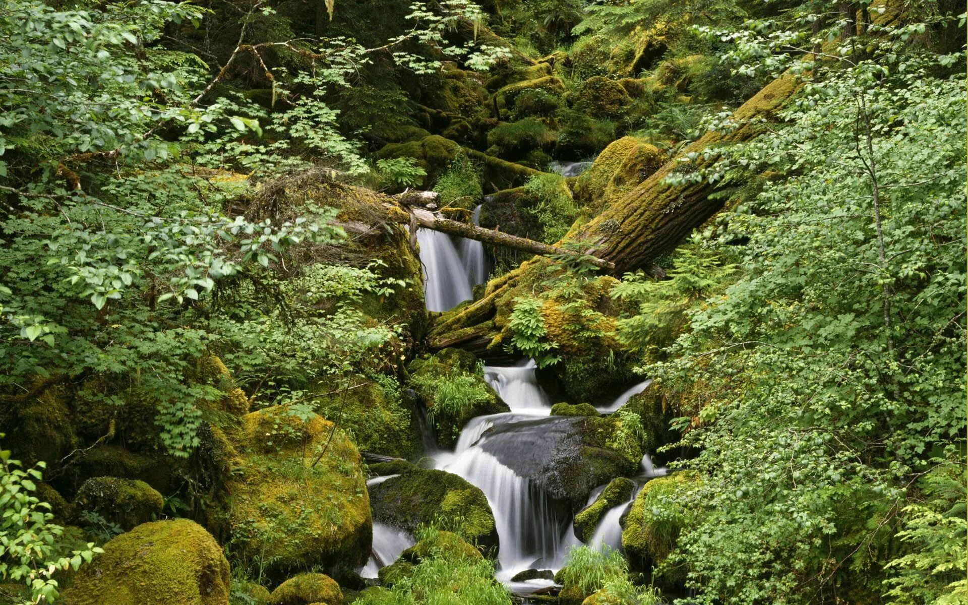 Ручей в лесу. Лесной ручей. Ручей, камни, зелень. Ручей в лесу фото. Включи звуки природы на станции