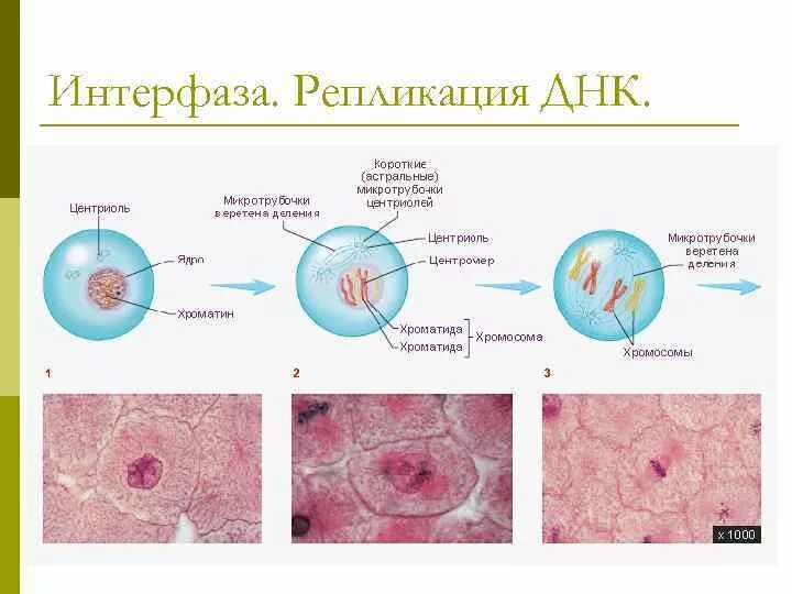 Схема стадии интерфазы. Периоды интерфазы схема. Интерфаза клетки схема. Интерфаза периоды рисунок. 3 этапа интерфазы