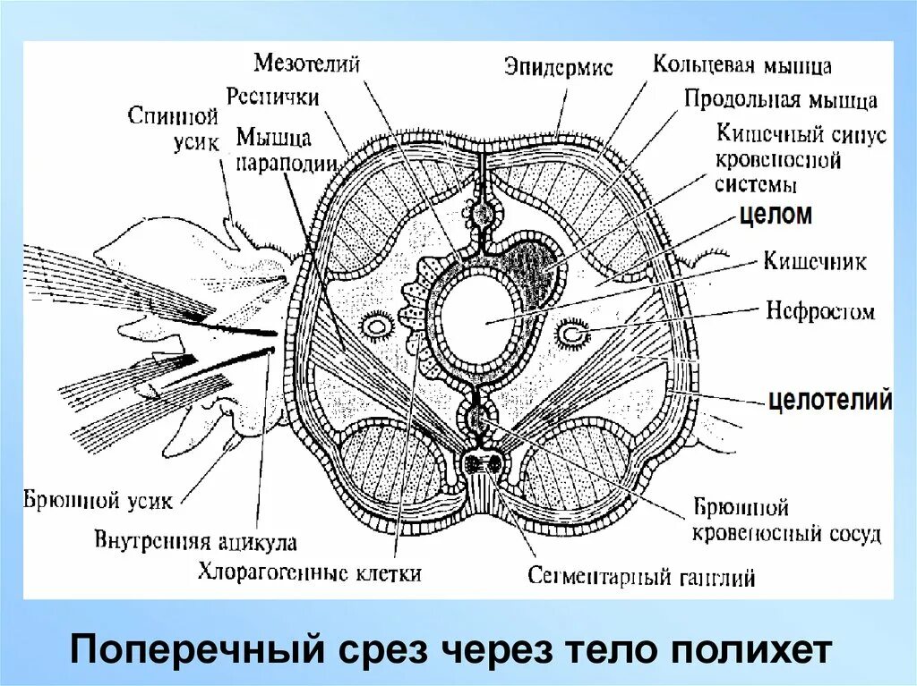 Управление срез. Поперечный срез. поперечный срез полихеты. поперечный срез тела. поперечный срез тела миноги.