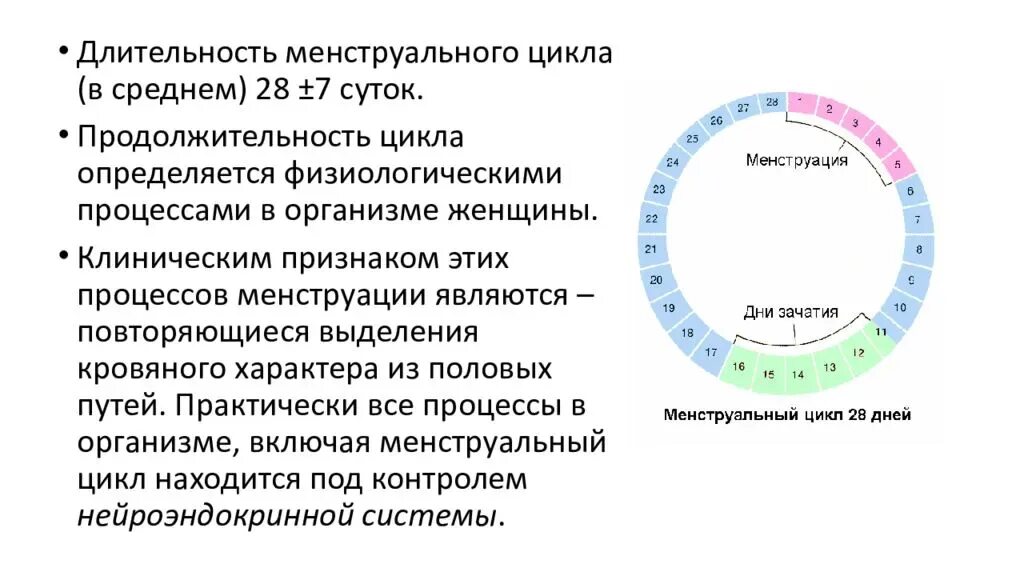 Через сколько дней начинают месячные. Длительность фазы менструационного цикла. Первая фаза менструационного цикла 28 дней. Как определить 4 день цикла. Продолжительность 2 фазы менструационного цикла.