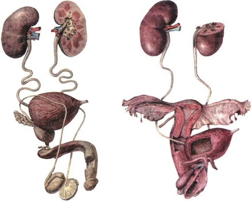 Мочеполовая система мочеточник женская. Мочеполовая система почки анатомия. Анатомический атлас Мочеполовая система. Мочевыделительная система женщины анатомия. Урология мочевой