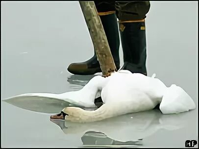 Не убивайте лебедей. Не убивайте лебедей