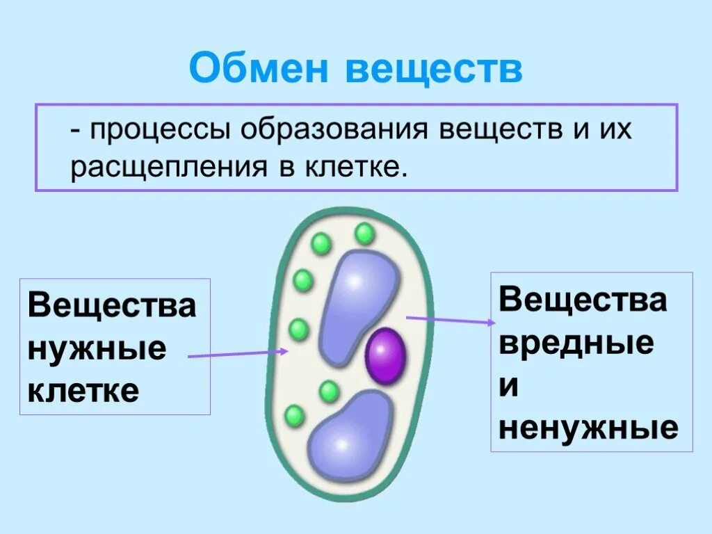 Процессы жизнедеятельности растительной клетки 6 класс биология. Жизнедеятельность клетки обмен веществ 5 класс.