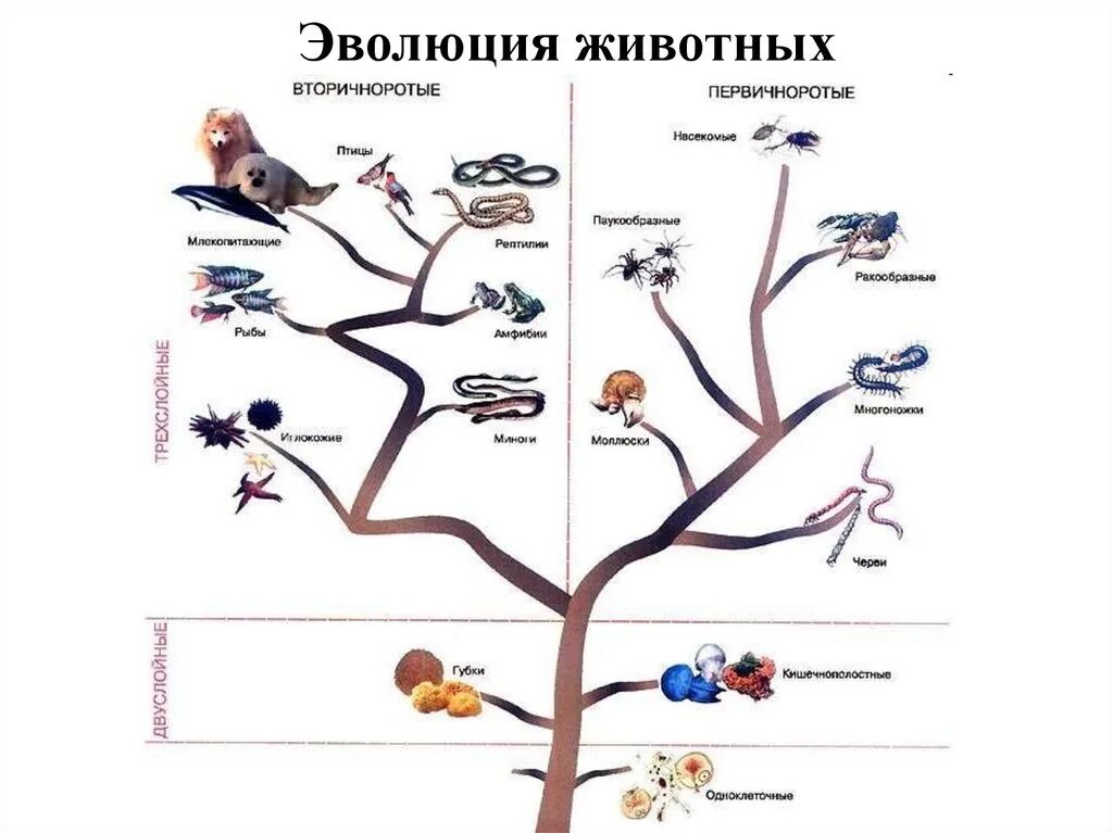Эволюционное Древо развития животных. Схема эволюционного развития животных. Древо эволюции живых организмов. Последовательность появления групп организмов