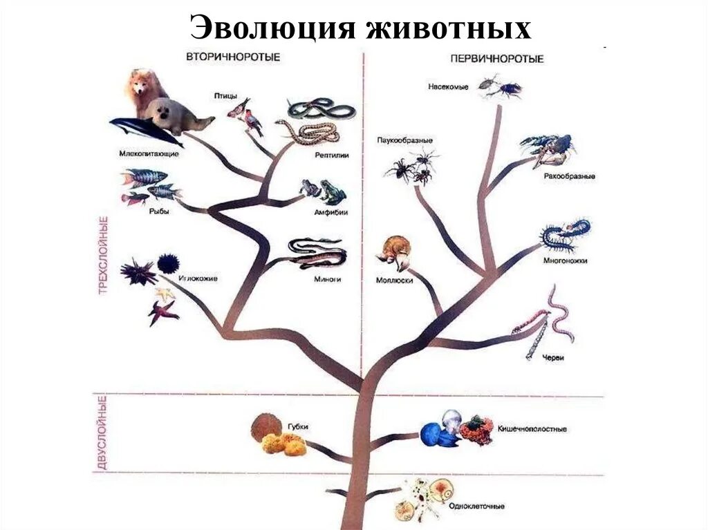 Порядок возникновения организмов. Эволюция животного мира чарльз дарвин. эволюционное древо развития животных. схема эволюционного развития животных. древо эволюции живых организмов.