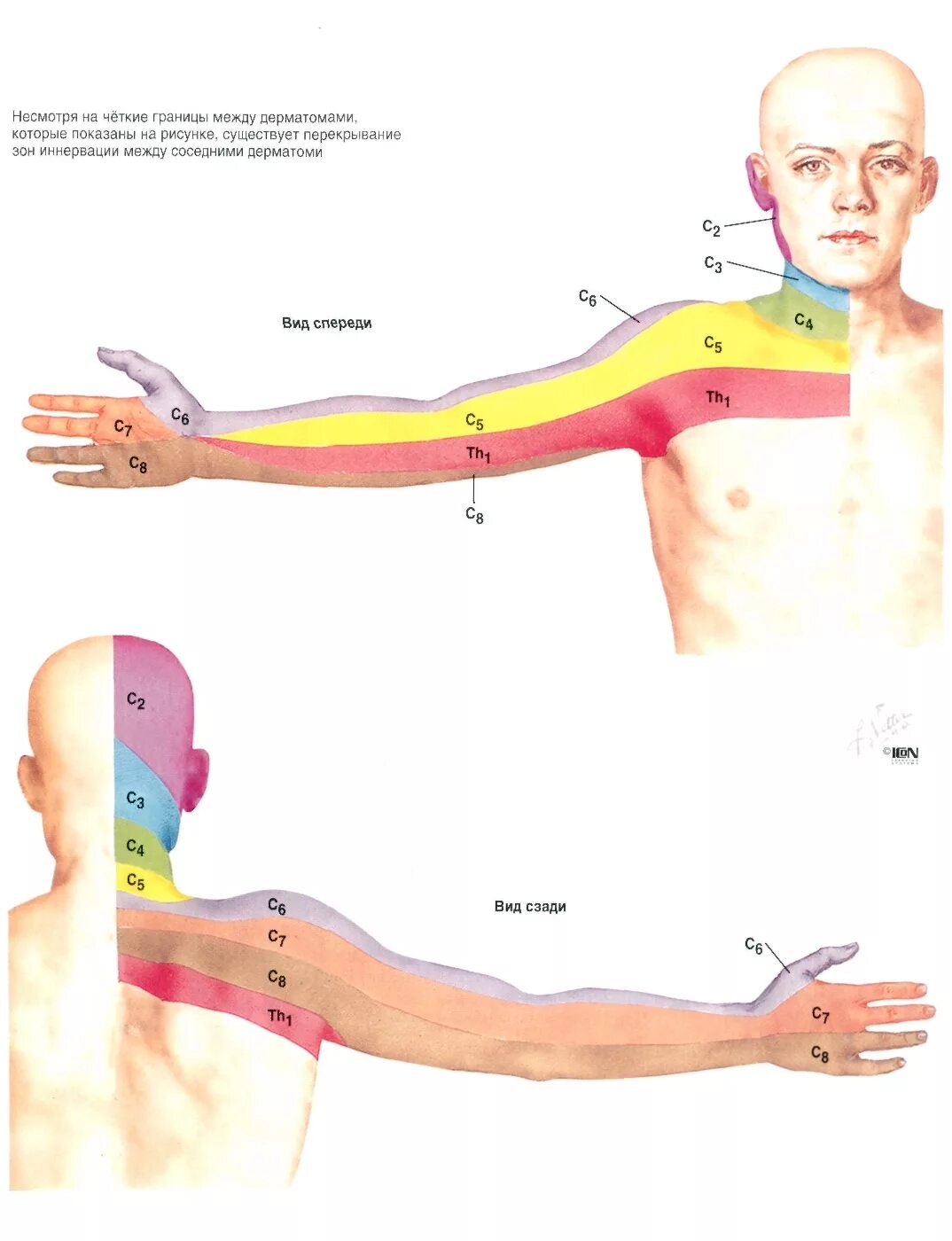 Радикулопатия с6. Дерматомы с5-с6. Радикулопатия с5-с6. Дерматомы шейного отдела. Зона иннервации с5 корешка.