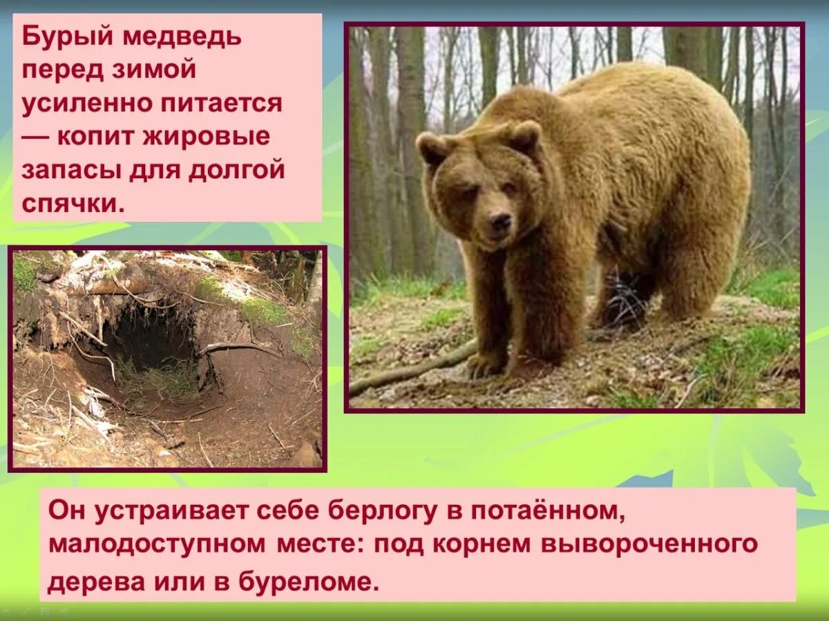 Медведь готовится к зиме. Медведь осенью готовится к зиме. Бурый медведь в берлоге. Бурый медведь в спячке.