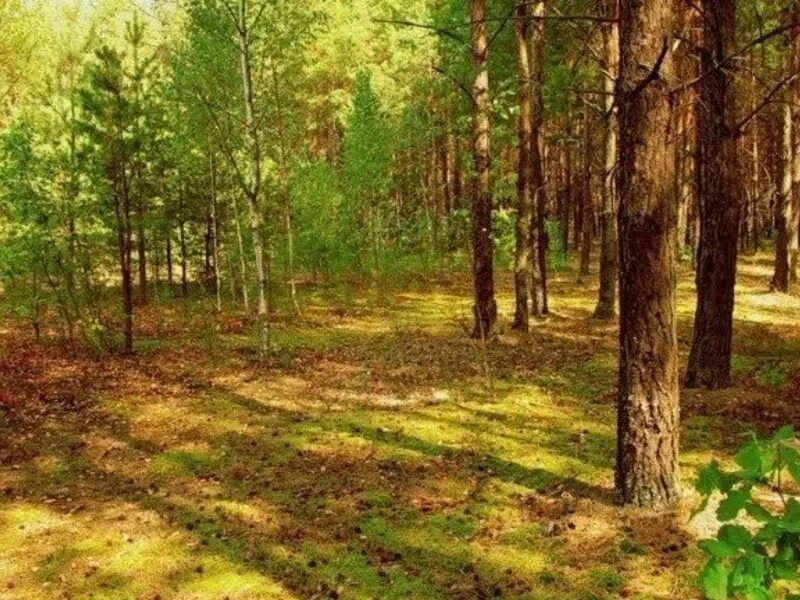 Типичный внешний облик леса. Смешанный лес. Смешанные леса России. Смешанный лес России. Зона смешанных лесов.