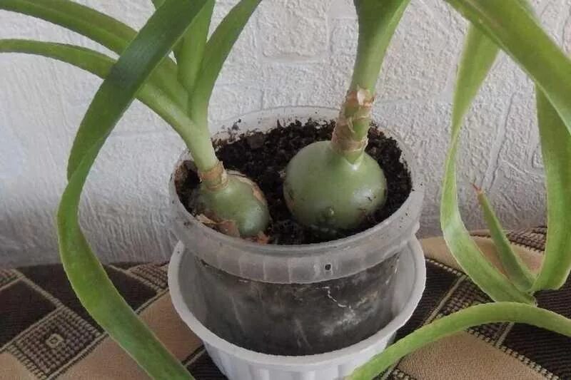 гиппеаструм индийский лук. индийский лук птицемлечник лечебный. птицемлечник хвостатый или индийский лук. индийский лук где. индийский лук где.