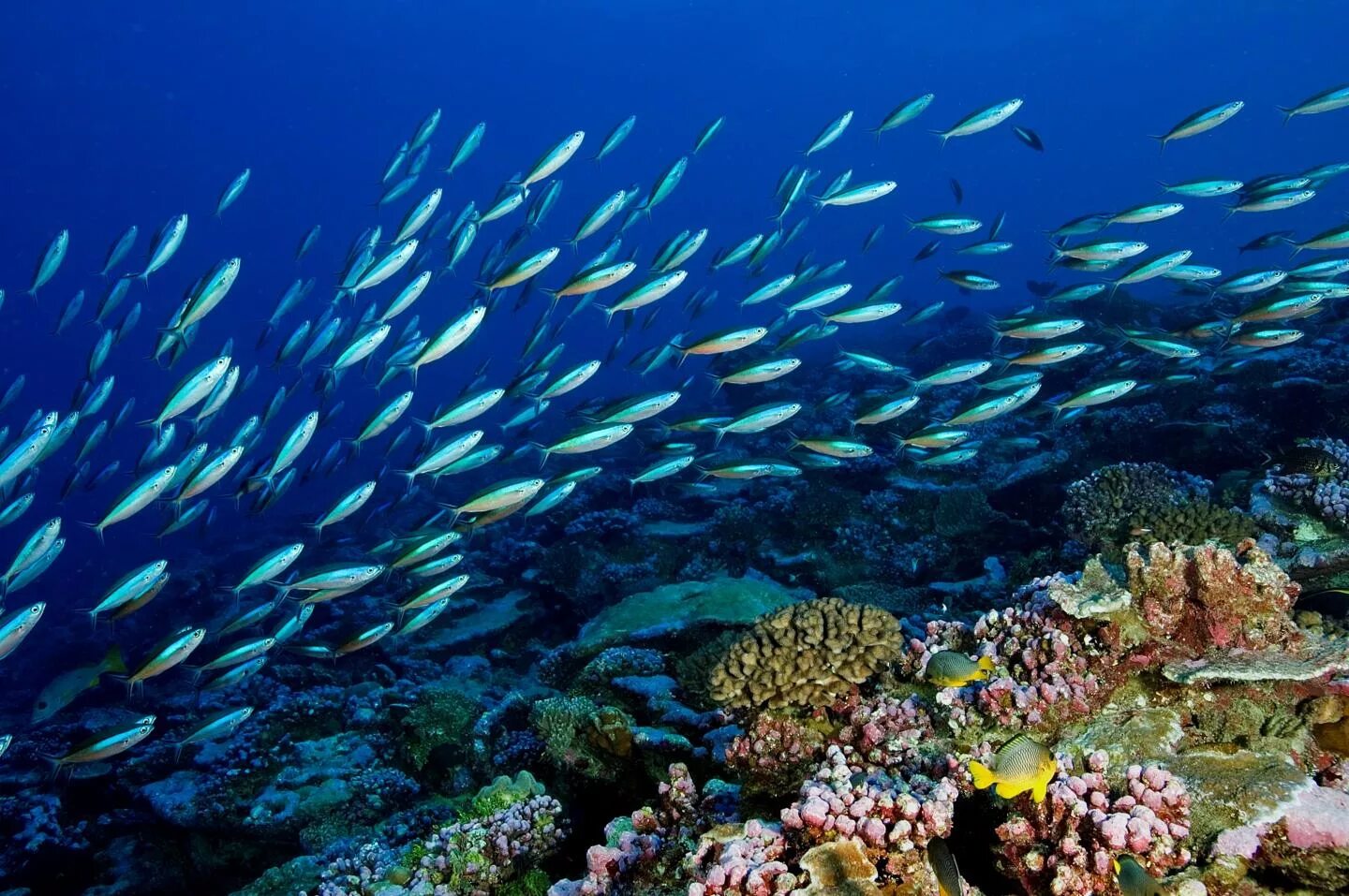 Экологические системы океан