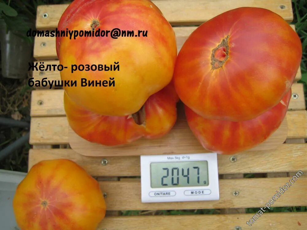 Томат желто-розовый бабушки виней мязина. Желто розовый бабушки виней. Желто розовый бабушки виней. Томат сорт бабушка виней. Желто-розовый бабушки виней томат отзывы.