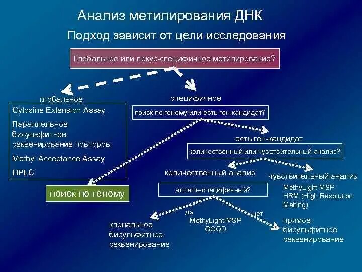 Анализ метилирования. Метилирования ДНК. Циклы метилирования ДНК. Дисульфидное секвенирование.