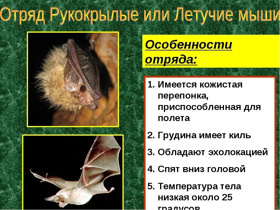 Приспособление летучей мыши. Характеристика отряда рукокрылые. Признаки, характерные для представителей отряда рукокрылые. Строение летучей мыши. Особенности летучих мышей.