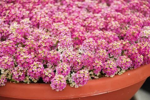 Sweet blooming