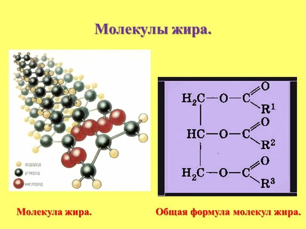 Жиры структура формула. Структура молекул жиров. Строение жиров общая формула. Молекулярное строение жиров.