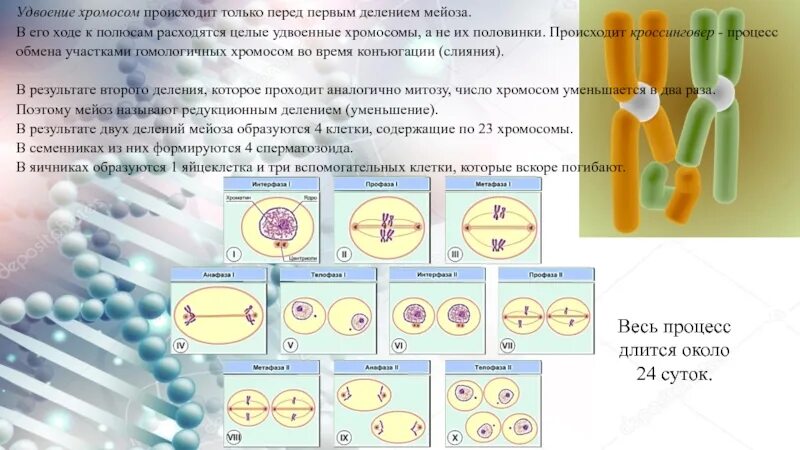 Перед делением клетки количество. Удвоение хромосом происходит в. Когда происходит удвоение хромосом. Хромосома перед делением клетки. Процесс удвоения хромосом.