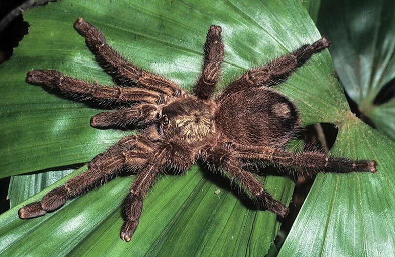 Включи папа паук. Caribena Laeta. Avicularia Laeta. Паук птицеед Авикулярия. Caribena versicolor пауки-птицееды.