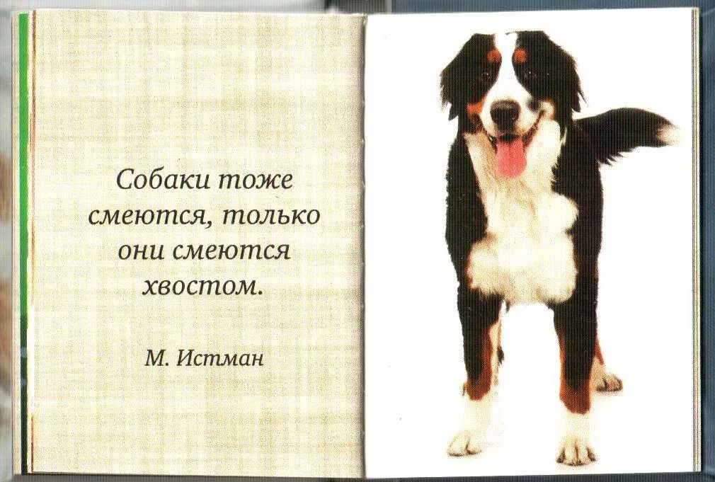 стихотворение собачки. стих про собачку. стихотворение собачки. стихотворение собачки. стихотворение собачки.