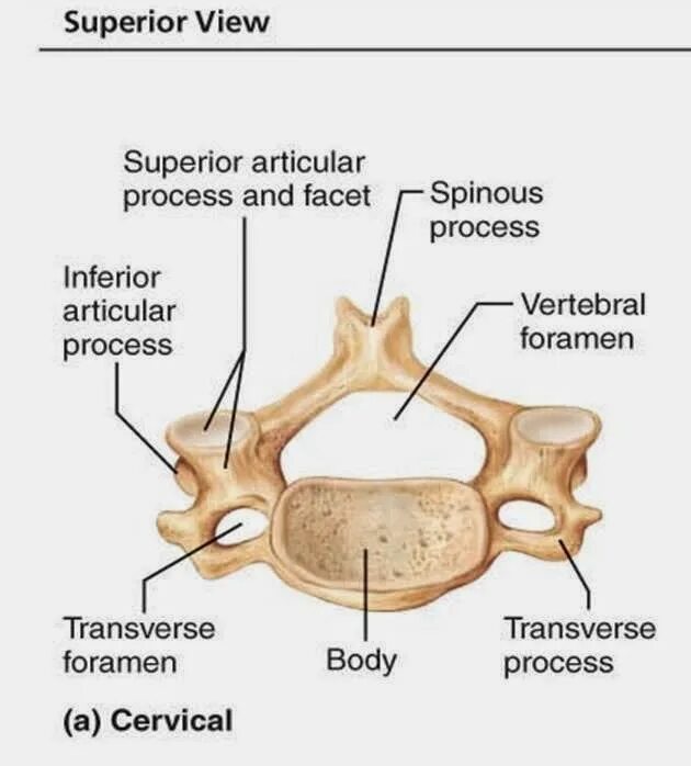 Vertebrae cervicales анатомия. Cervical vertebrae Anatomy. Typical cervical vertebrae. Анатомия Остеология шейные позвонки. Superior view перевод