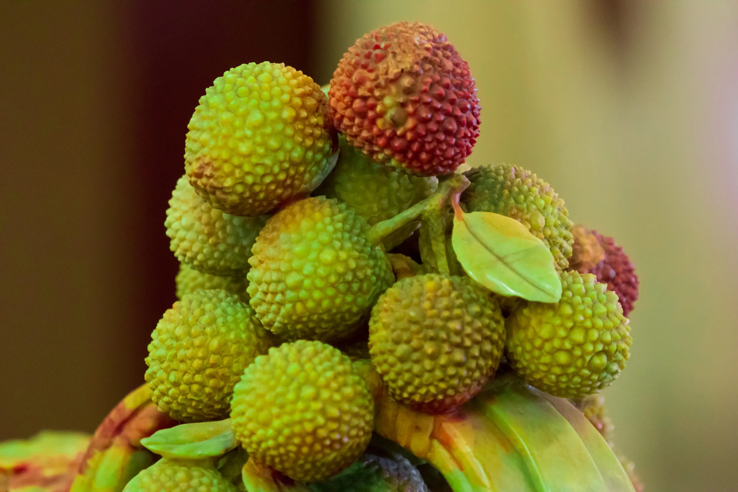 Змей фрукт. Восковница Myrica rubra. Myrica rubra фрукт. Ямбери (восковница). Восковница красная дерево.